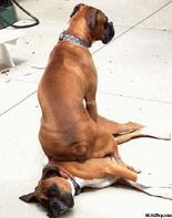 for those who SEO, Top Dog! for those who SEO, Top Dog!