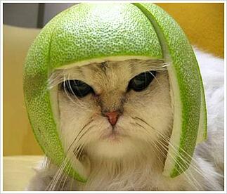 Internet Marketing Cat