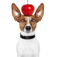 dog_apple_stock_picture