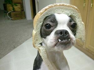 internet marketing in-bread-dog