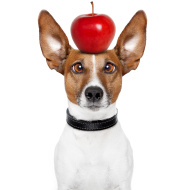 dog_apple_stock_picture